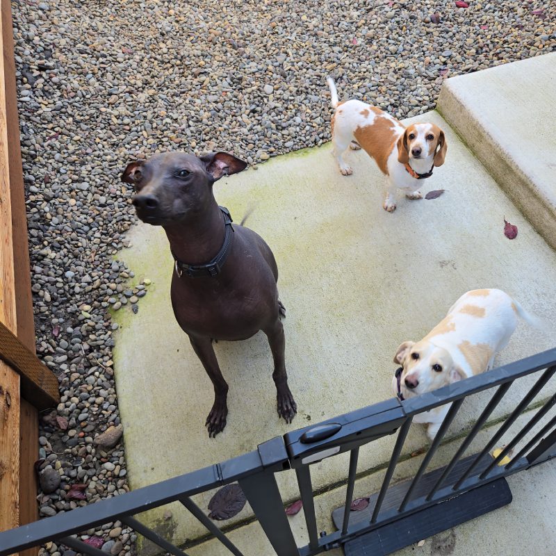 A dog stands alertly in front of a wooden fence, showcasing its attentive posture and curious expression